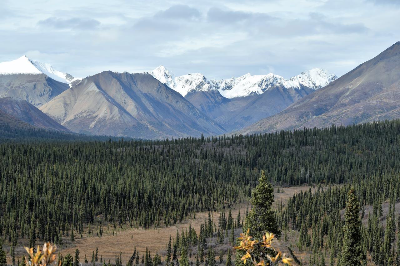 Backwoods Lodge Cantwell Bagian luar foto