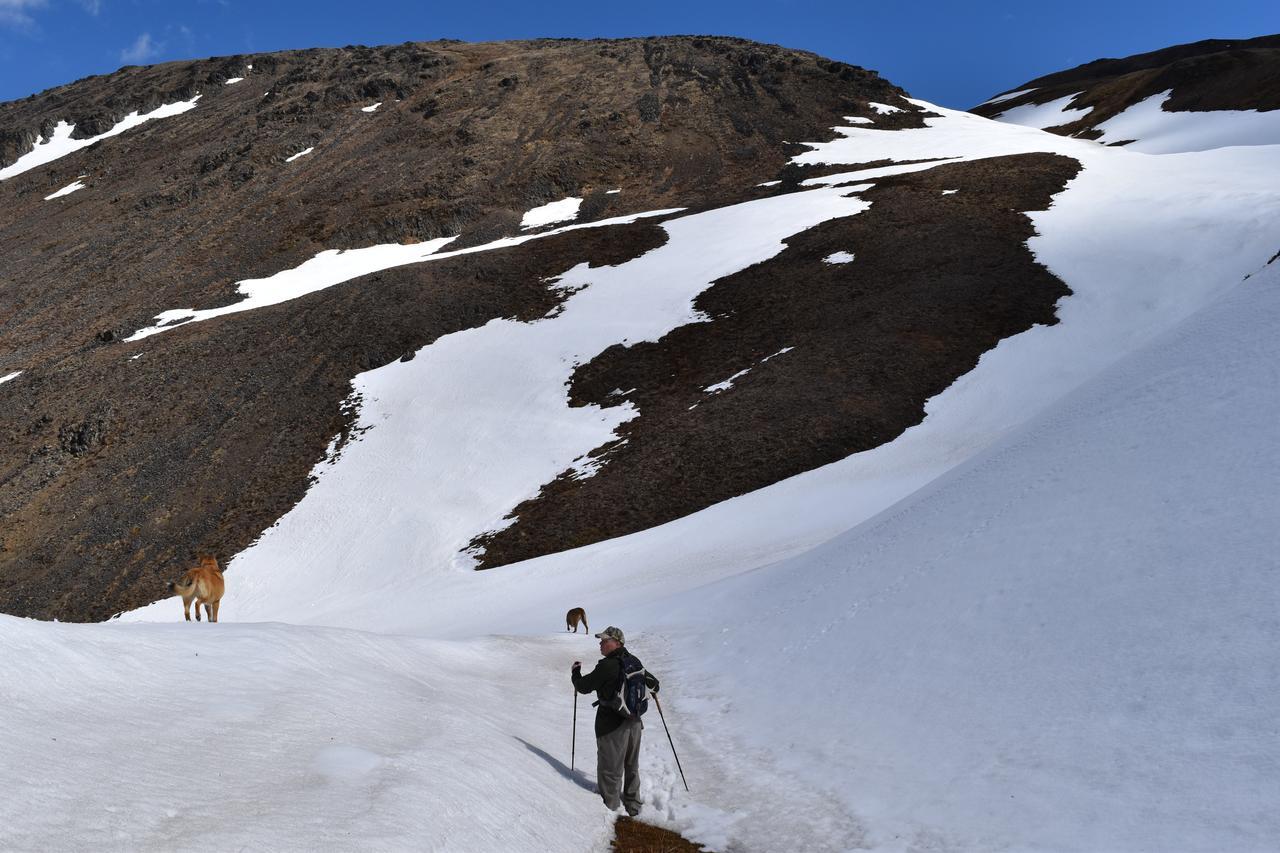 Backwoods Lodge Cantwell Bagian luar foto