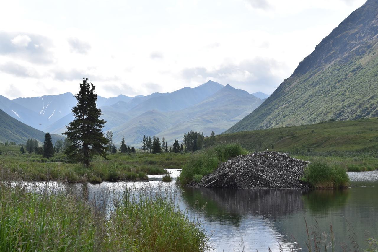 Backwoods Lodge Cantwell Bagian luar foto