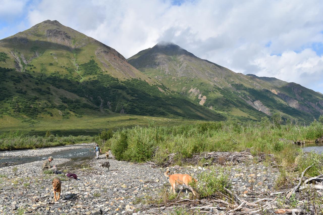 Backwoods Lodge Cantwell Bagian luar foto